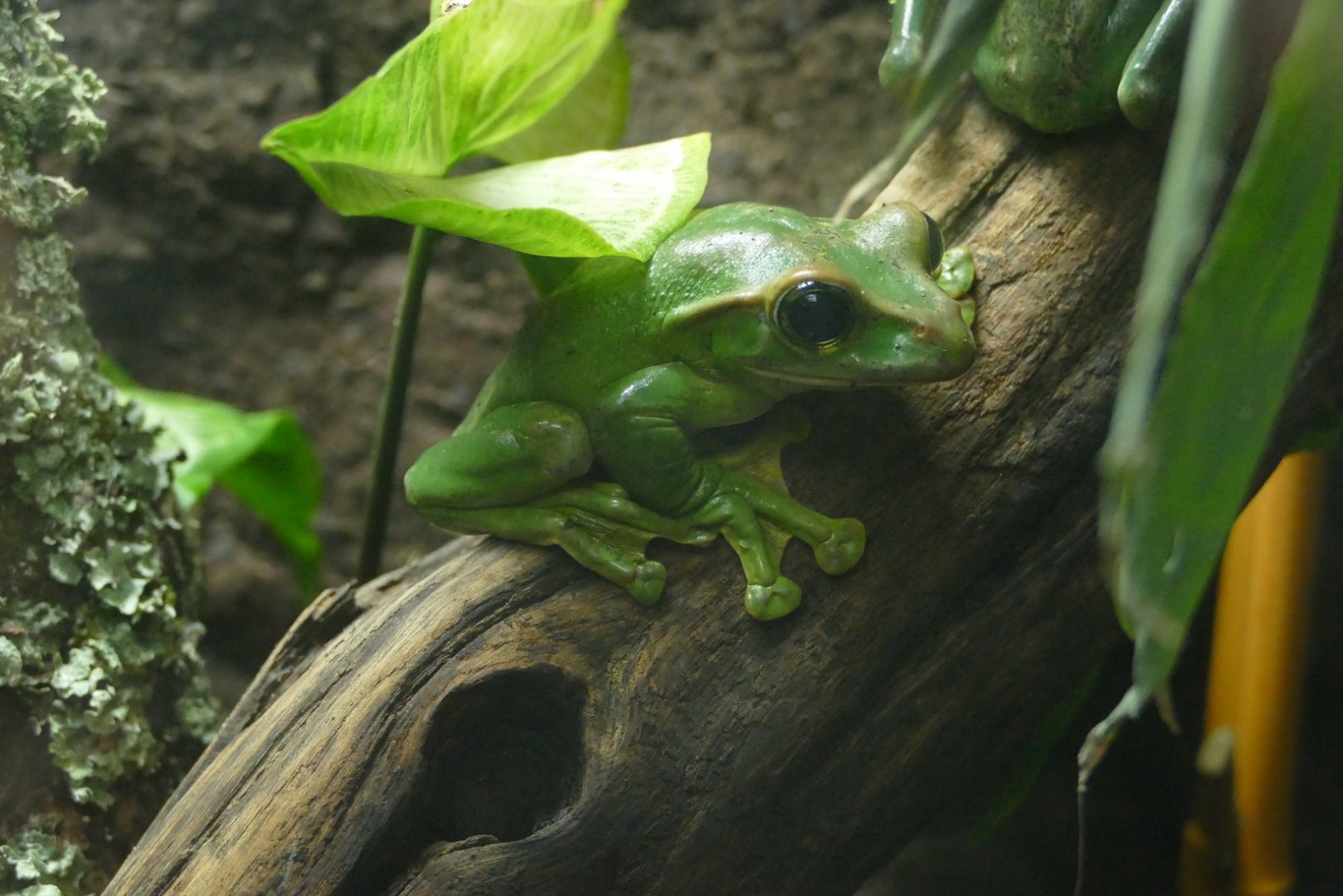 Fea's tree frog, February 2022