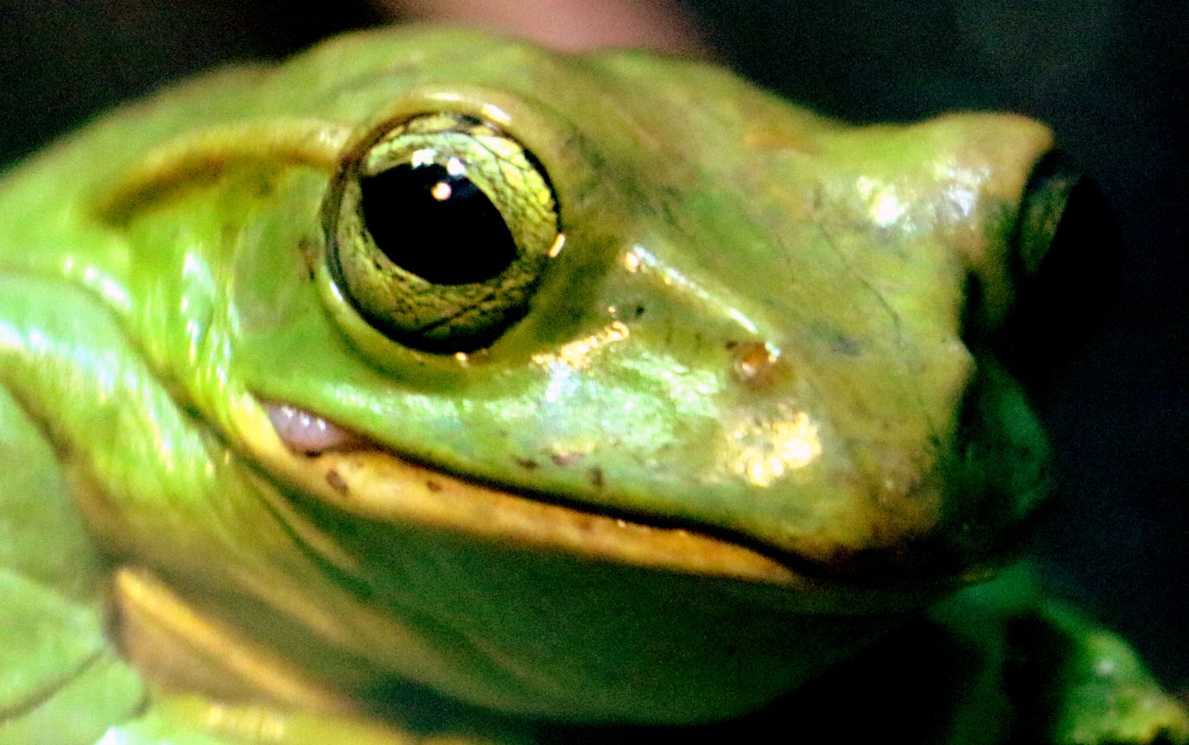 Fea's tree frog; London Zoo; 29th November 2019
