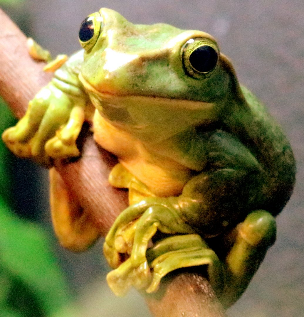 Fea's tree frog; London Zoo; 29th November 2019