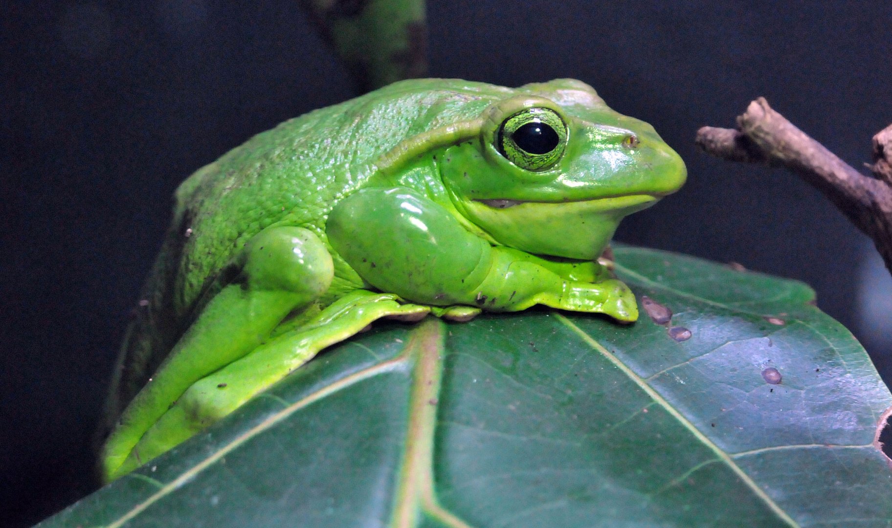 Fea's tree frog