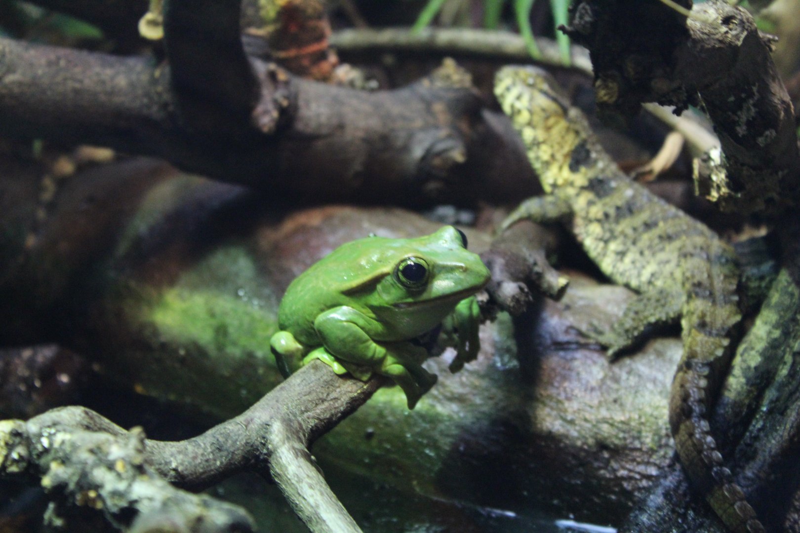 Fea's-Treefrog & Chinese Crocodile Lizards