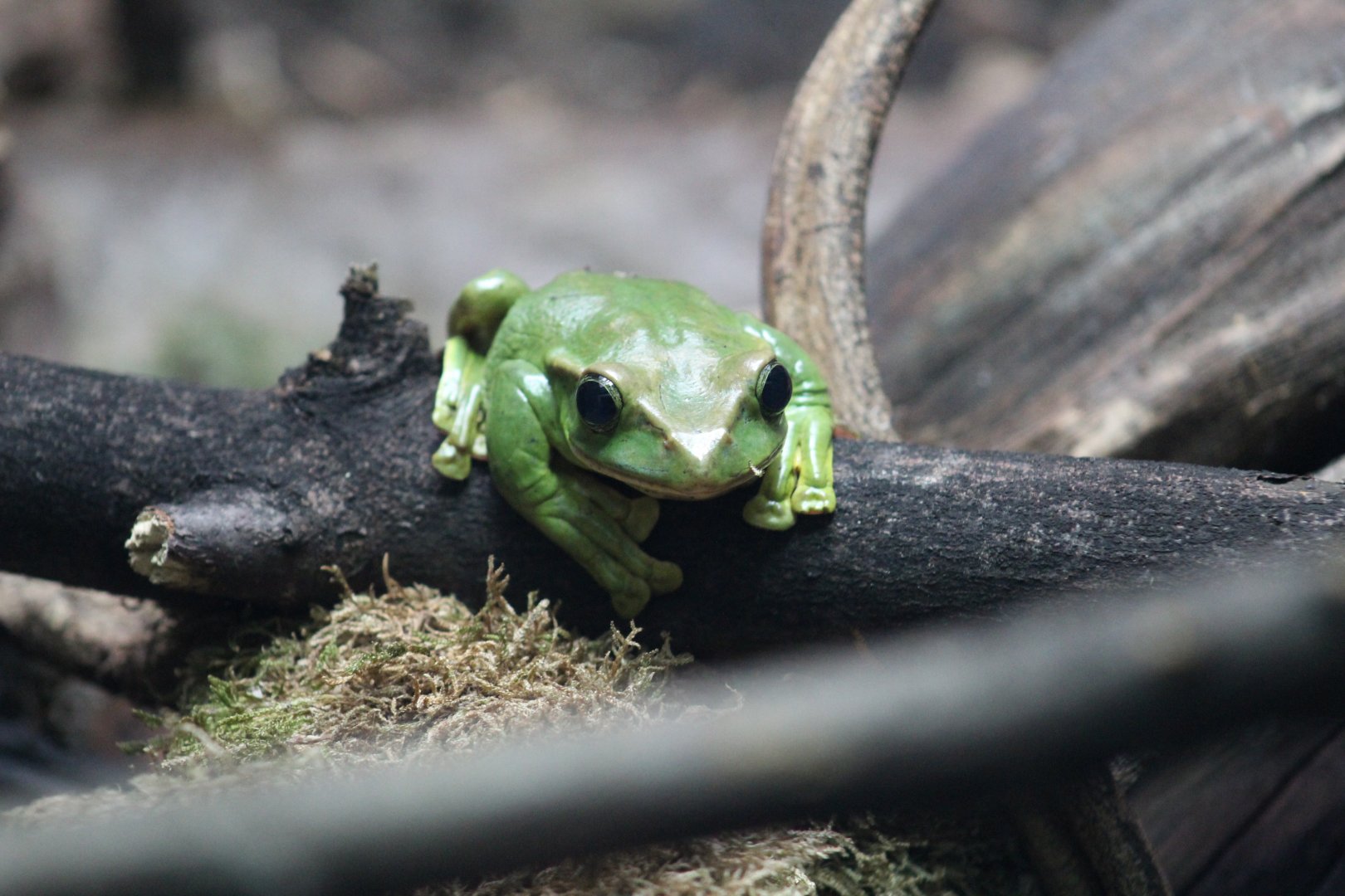Fea's Treefrog