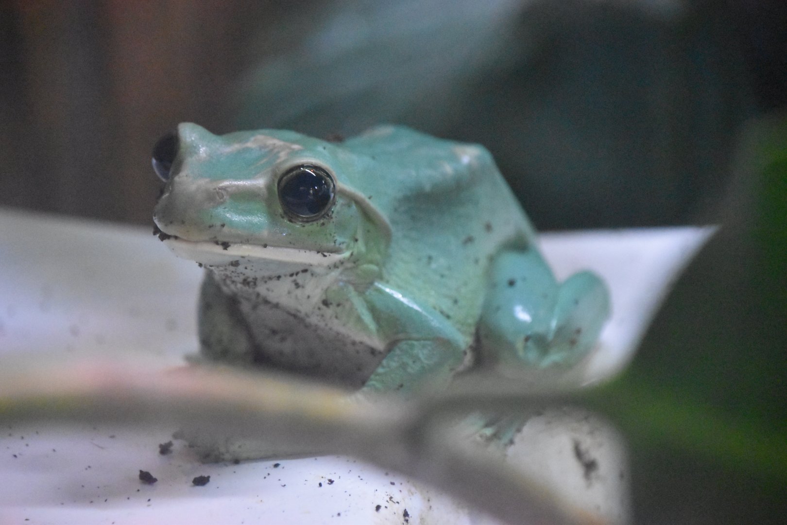 Fea's treefrog