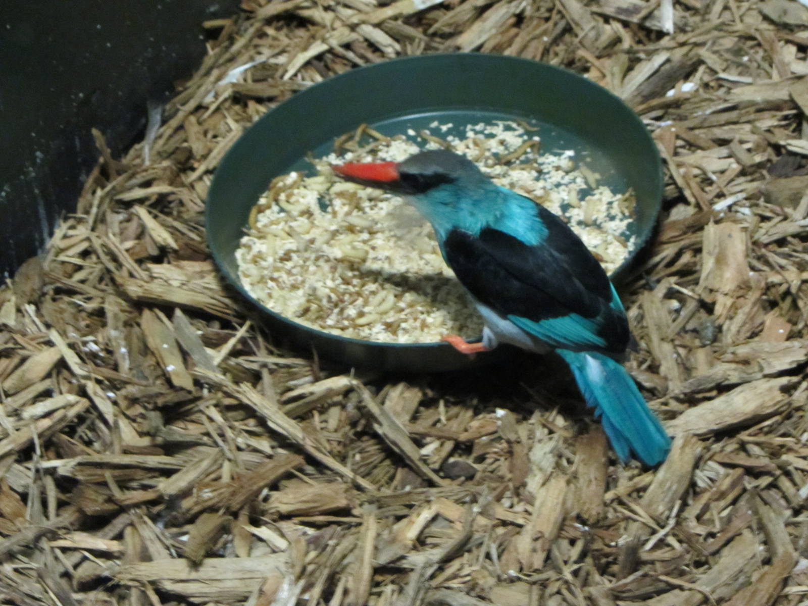 Feasting Blue-breasted Kingfisher