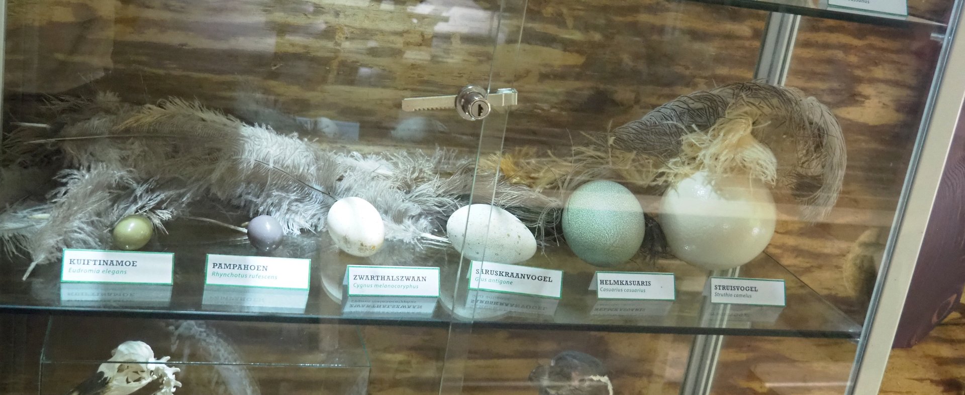 Feather and egg specimens, 2022-05-17