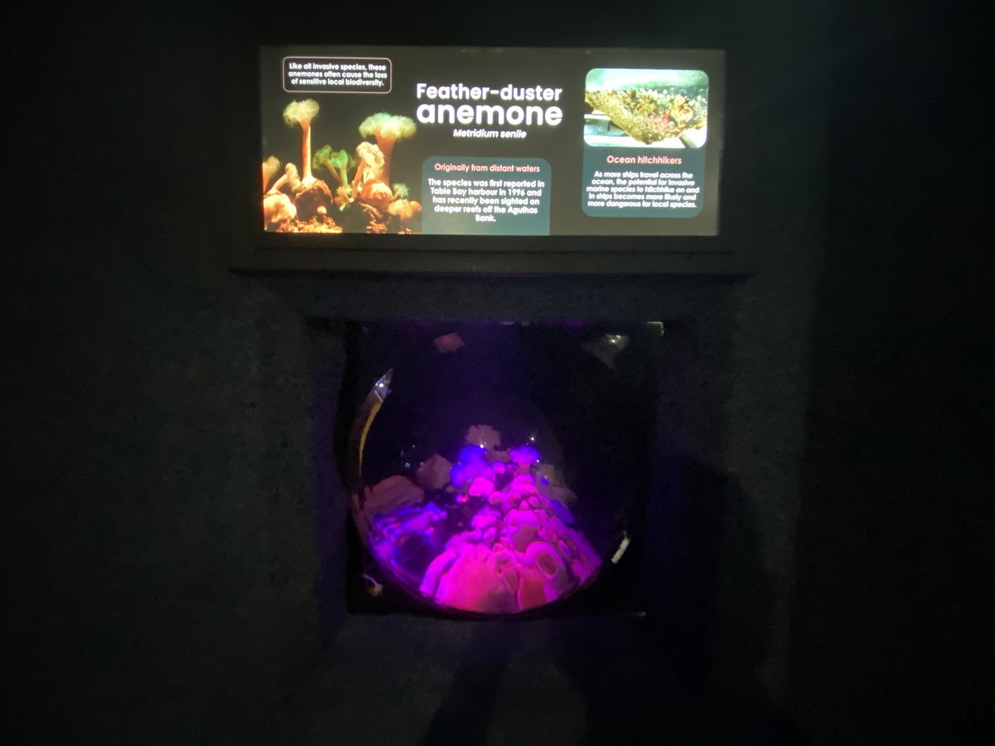 Feather duster anemone aquarium