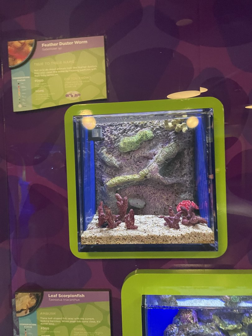 Feather Duster Worm Tank- May 2024