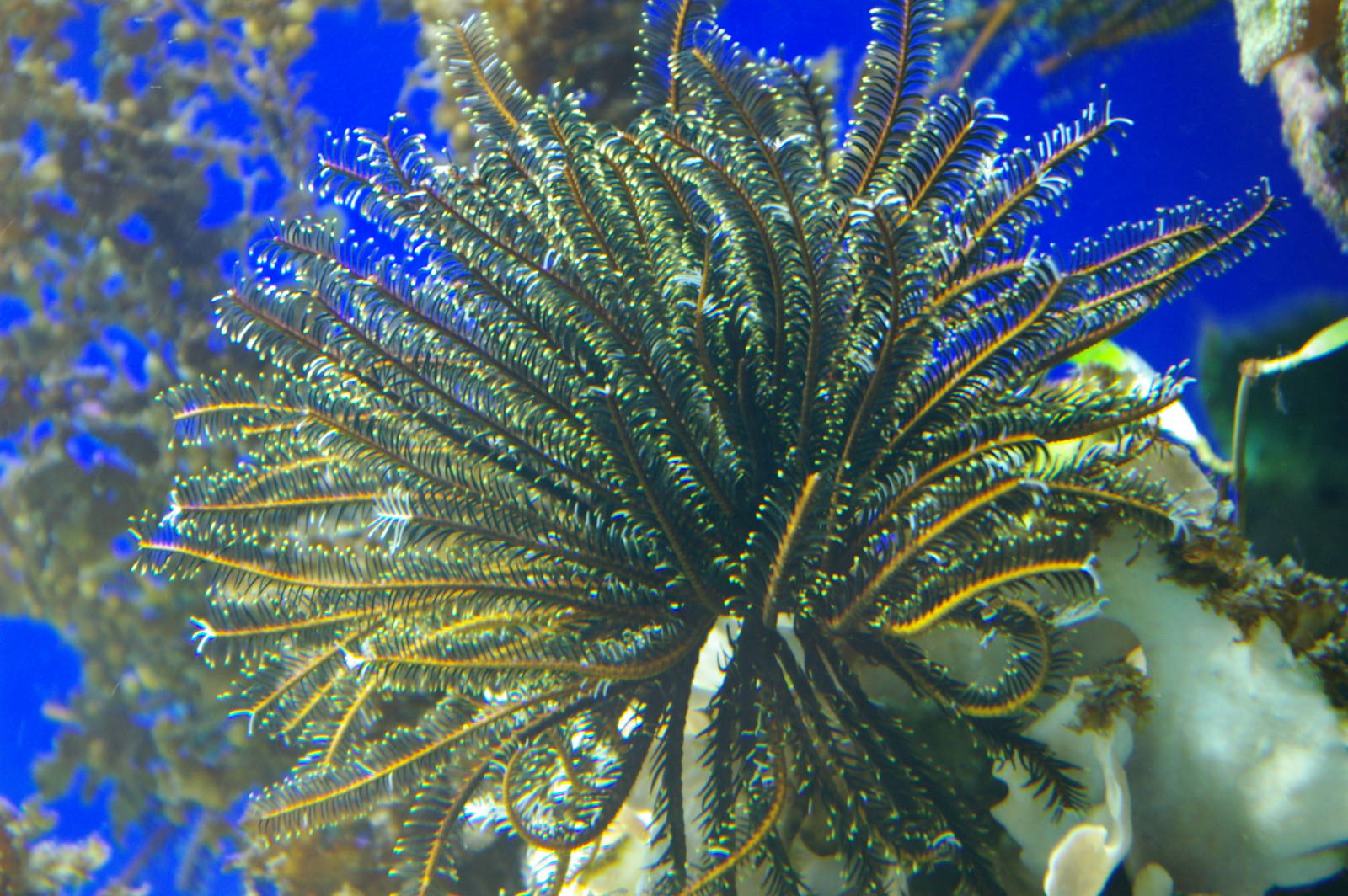 feather-duster worm