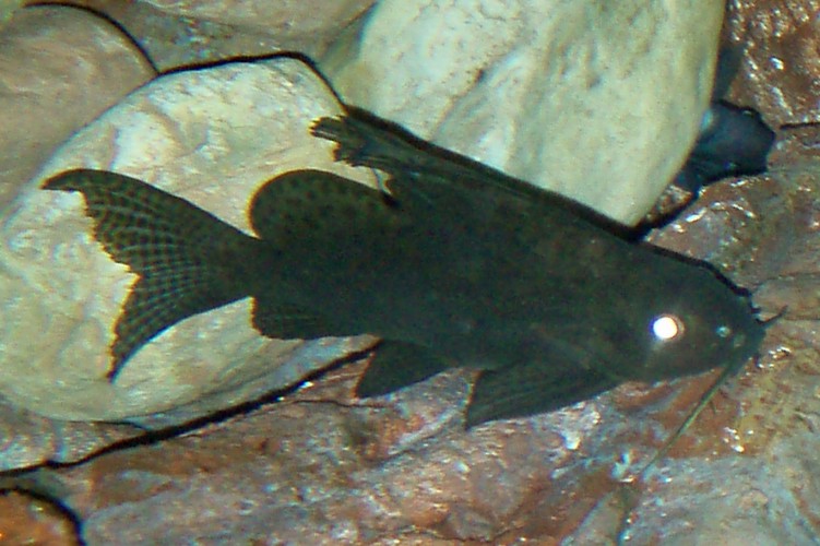 Feather-fin Catfish (Synodontis eupterus)