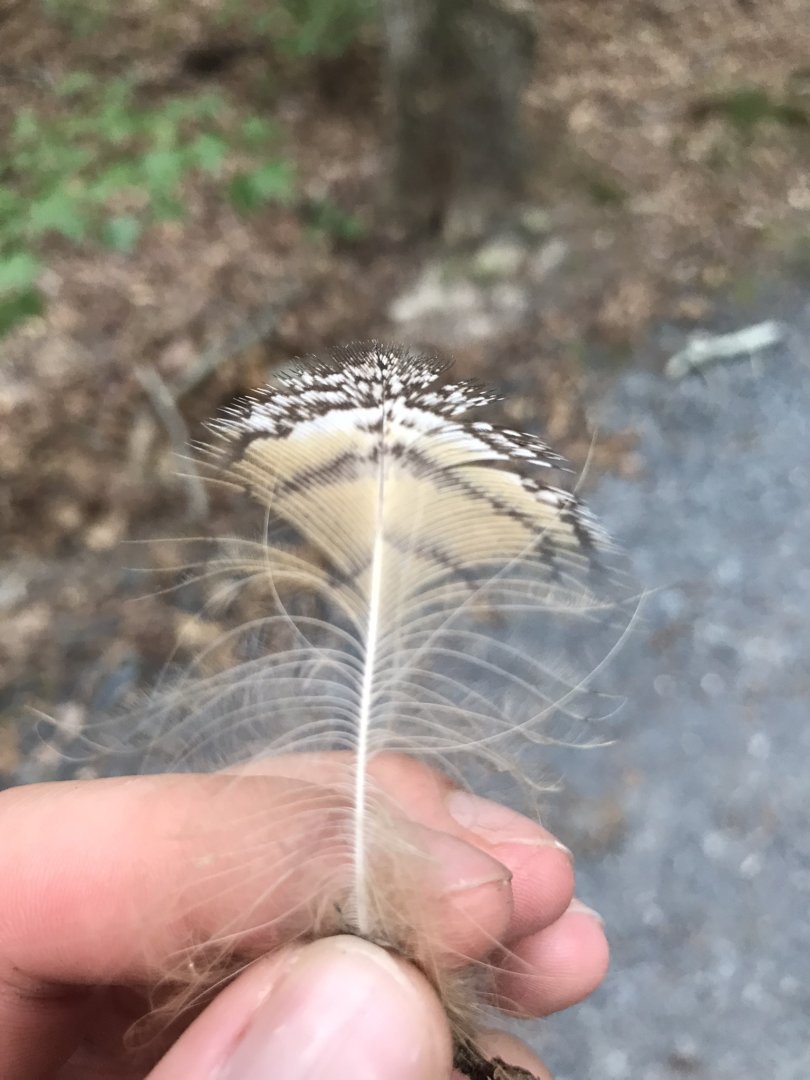 Feather ID? North Carolina