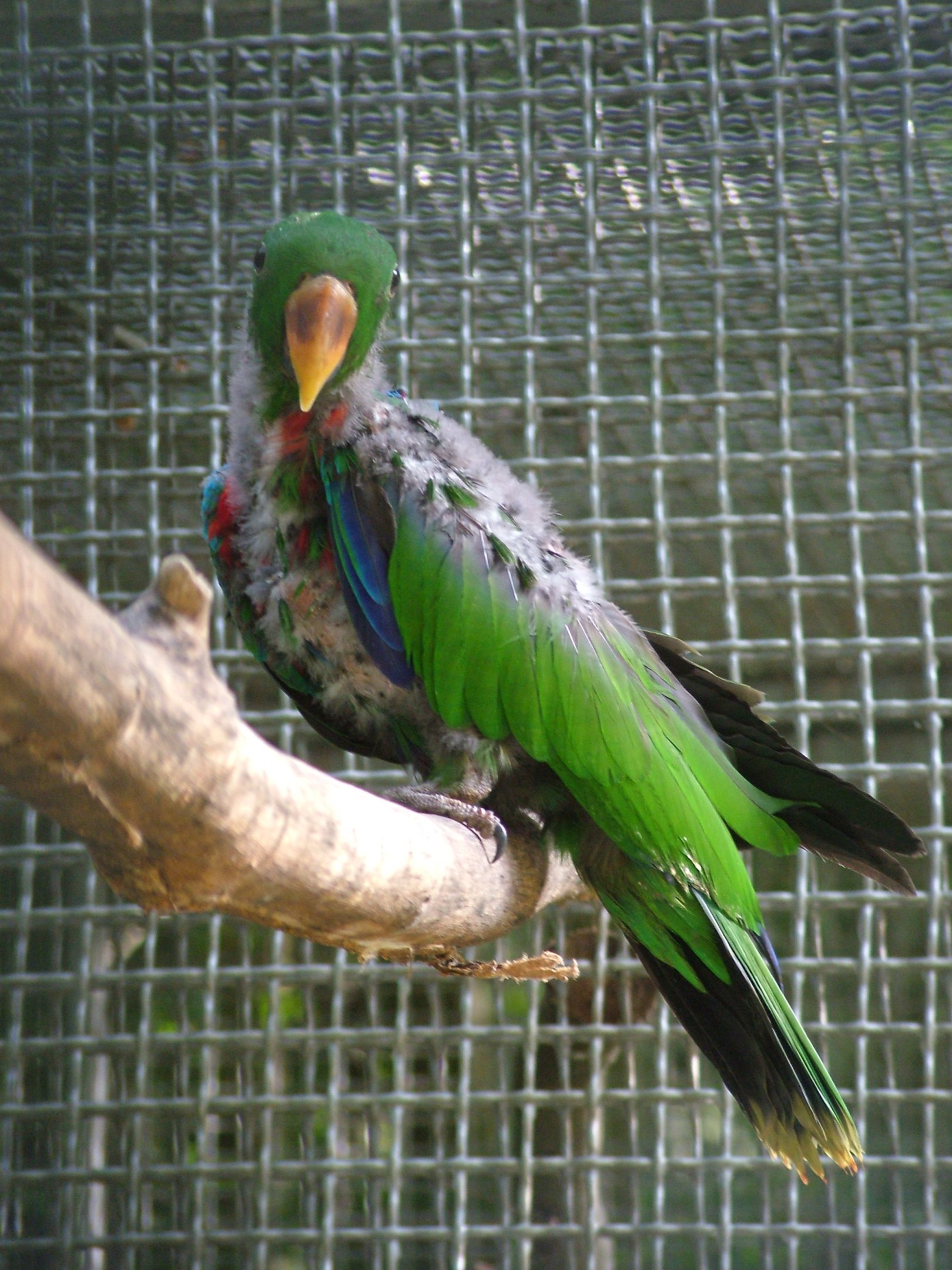 Feather-plucked Eclectus at Vogelpark Erlenwald, 3rd Sept 2010