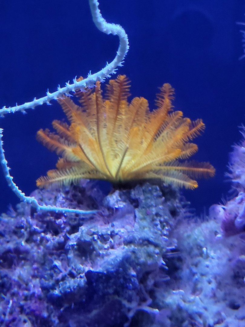 Feather Star (Crinoid sp.)