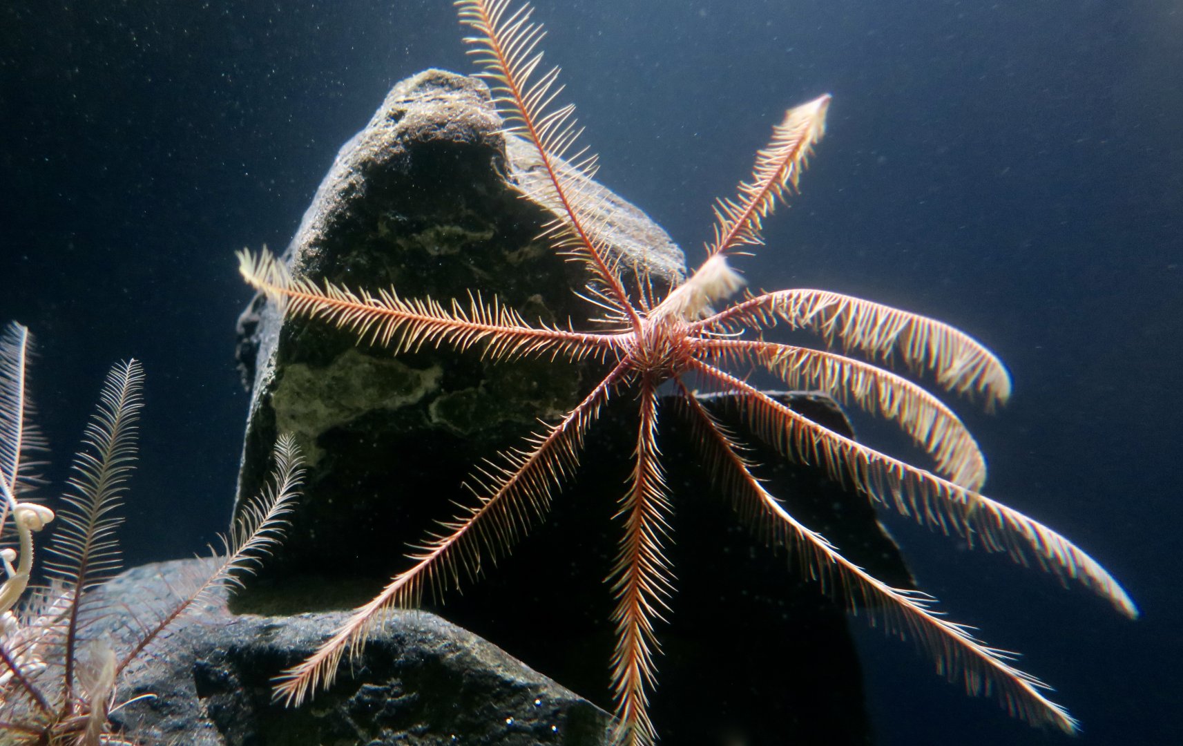 Feather Star (Florometra seratissima)