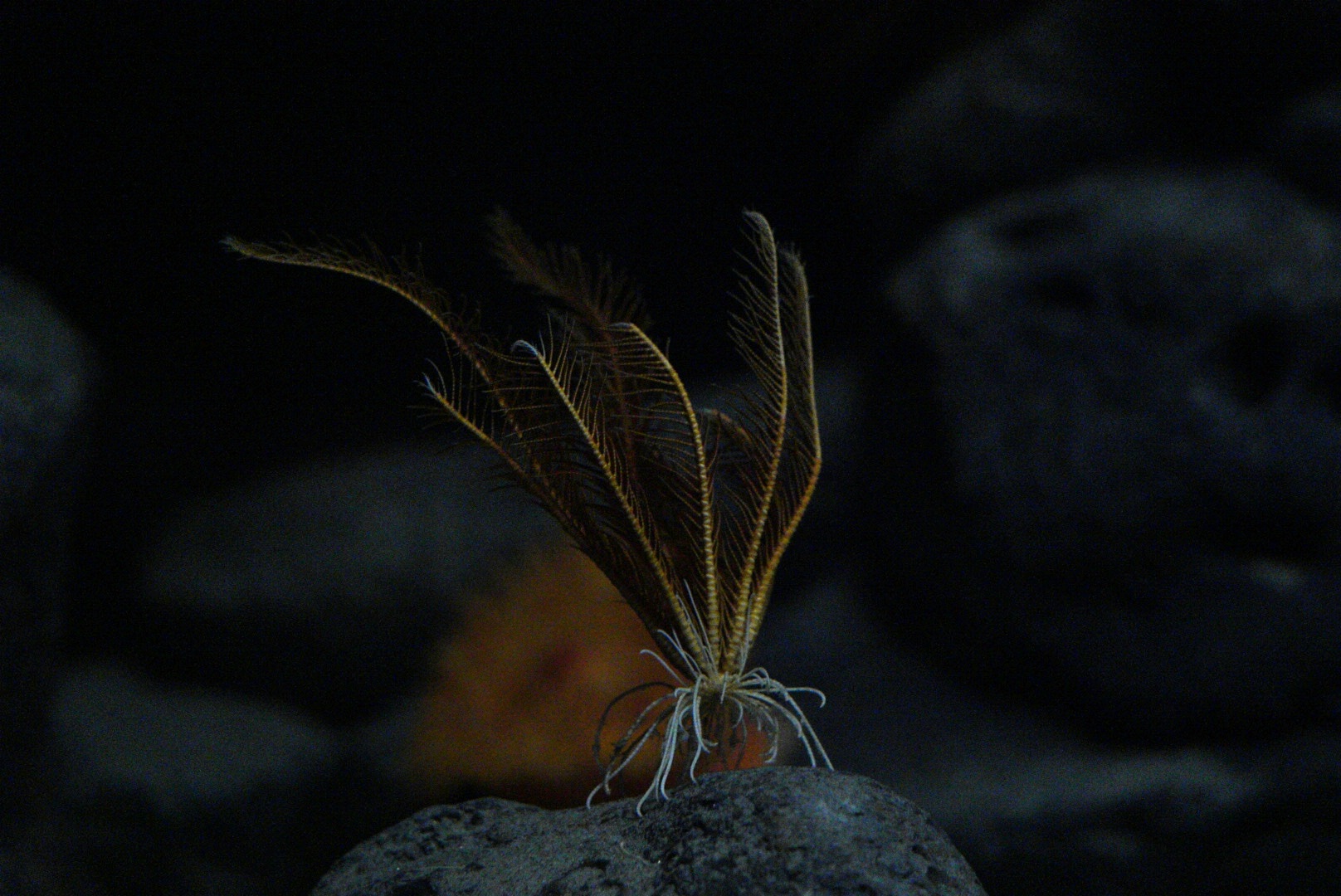 Feather Star (Florometra serratissima)