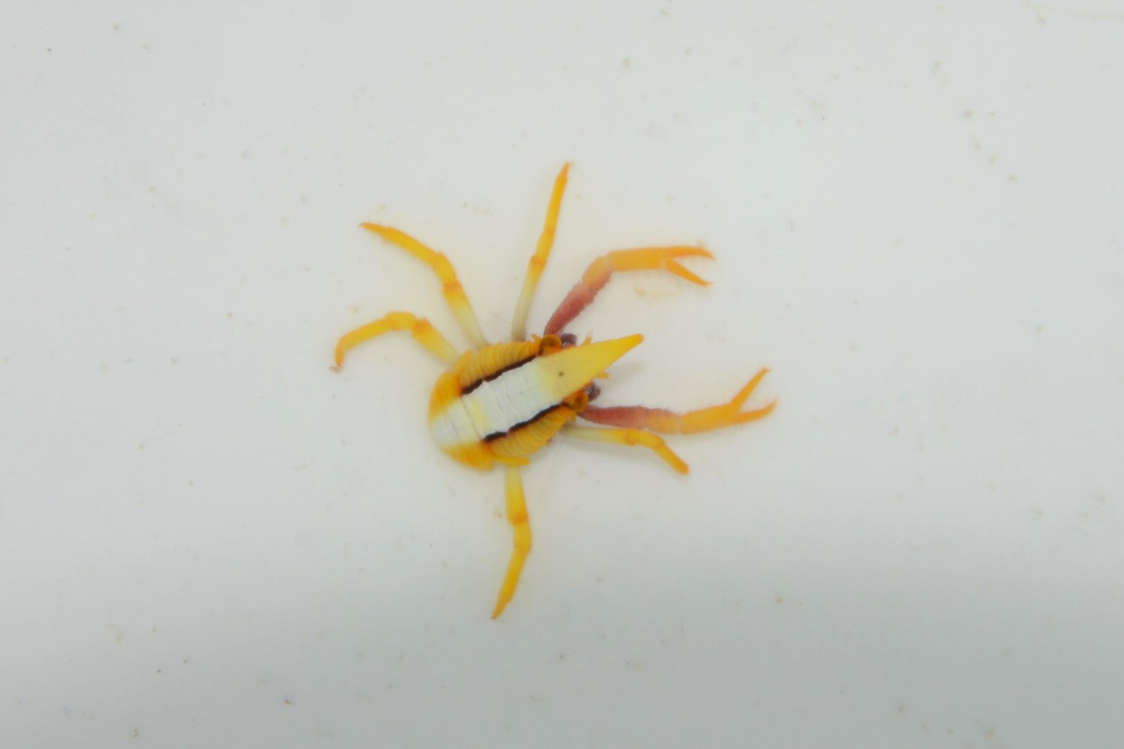 Feather star squat lobster (Allogalathea elegans)