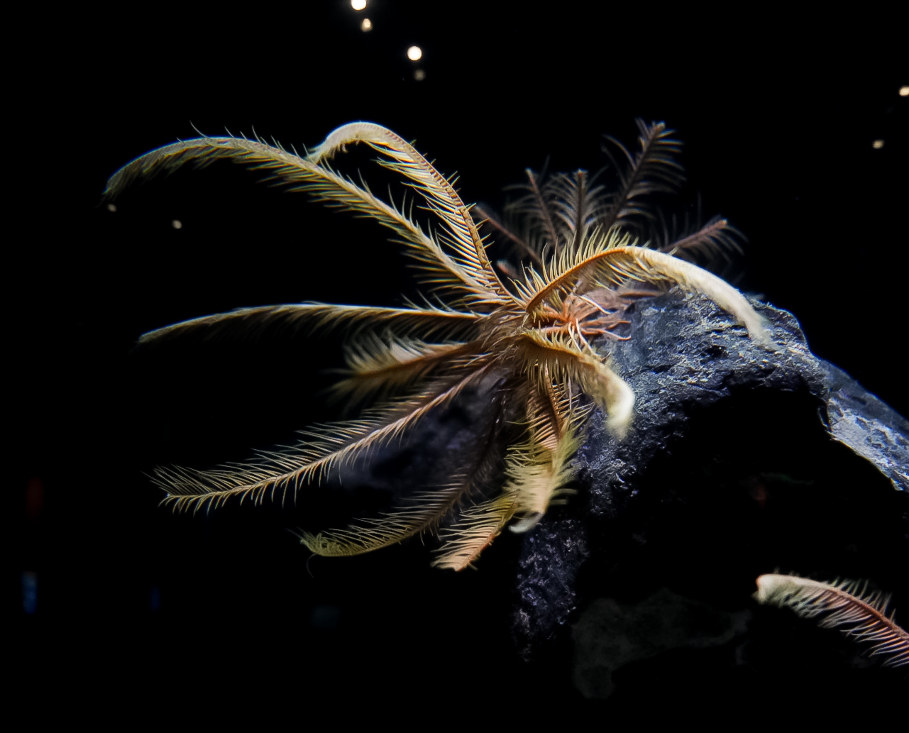 Feather Star