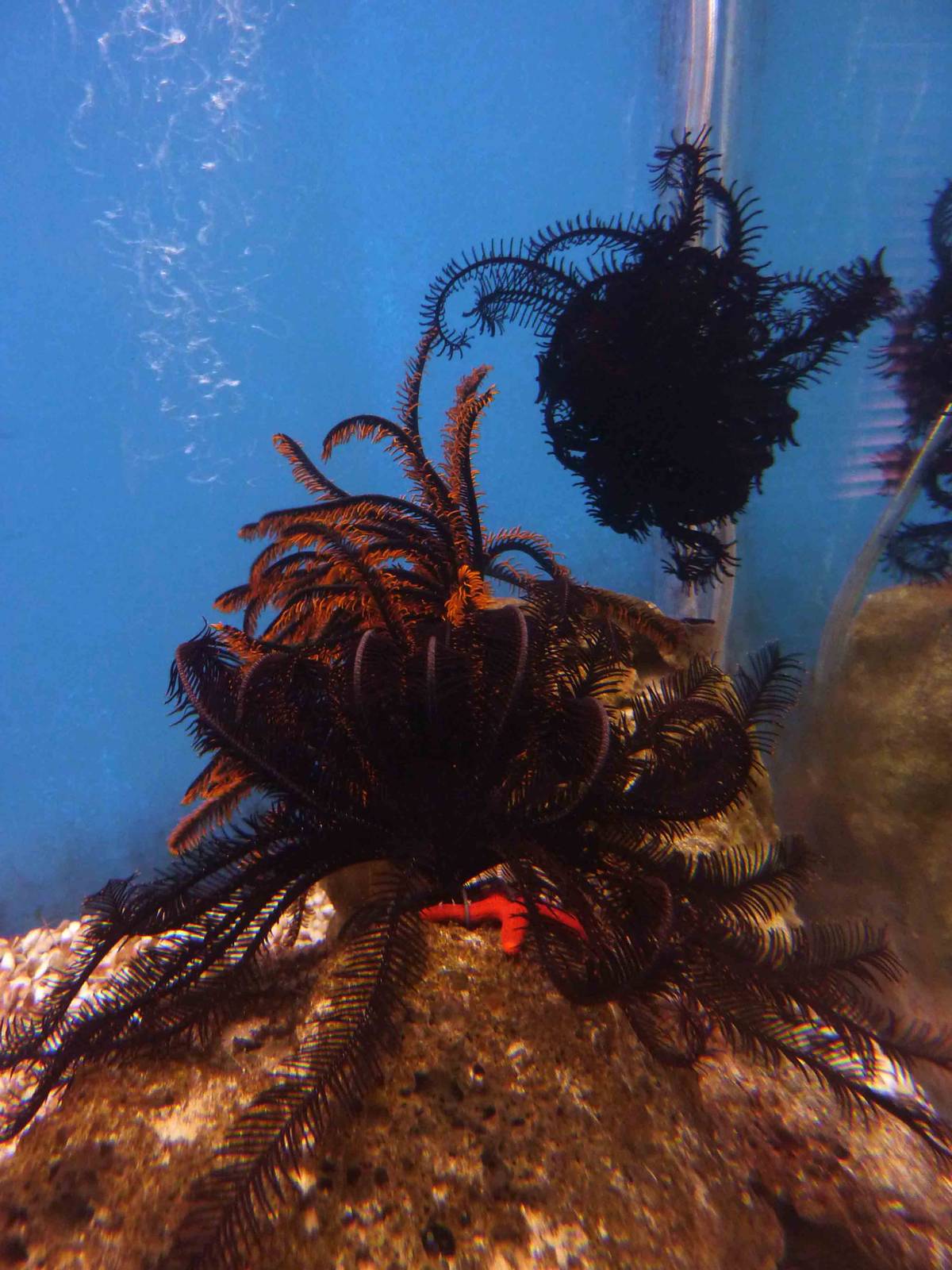 Feather stars, May 2013.