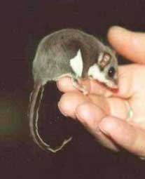 Feather-tail Glider at Moonlit Sanctuary