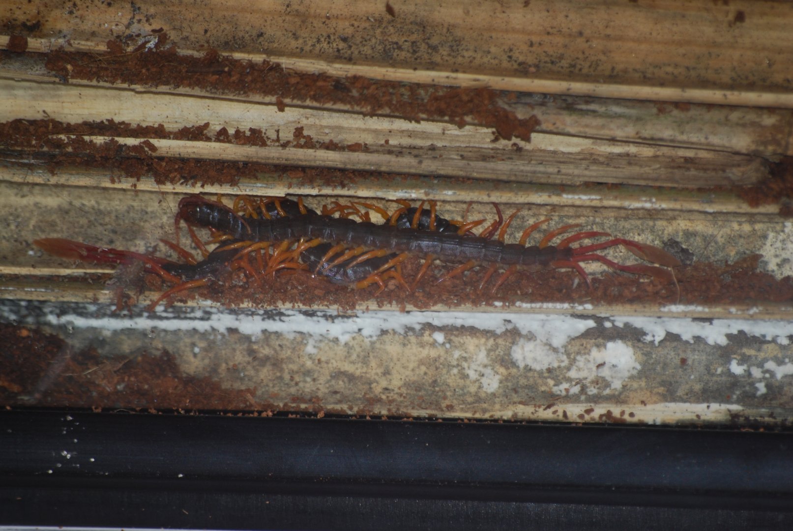 Feather-tailed centipedes at The Bug Parc, 8/10/2025