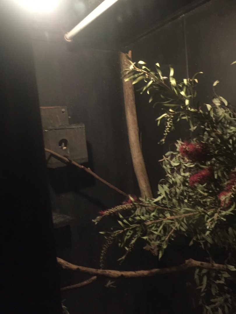 Feather tailed Glider Exhibit