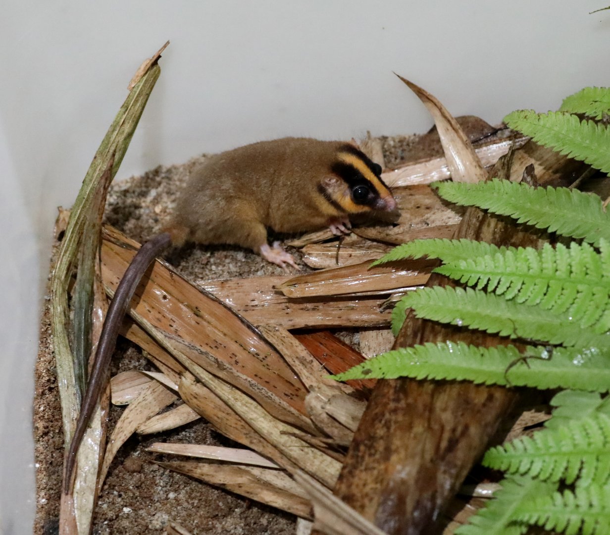 feather-tailed possum (Distoechurus pennatus)