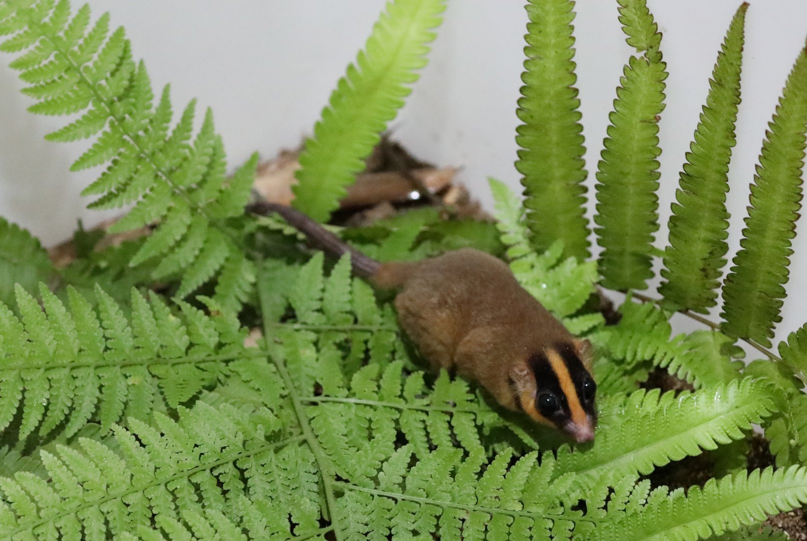 feather-tailed possum (Distoechurus pennatus)