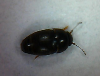 Feather-winged beetle