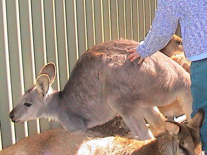 Featherdale 2003 - Common Wallaroo and Agile Wallabies