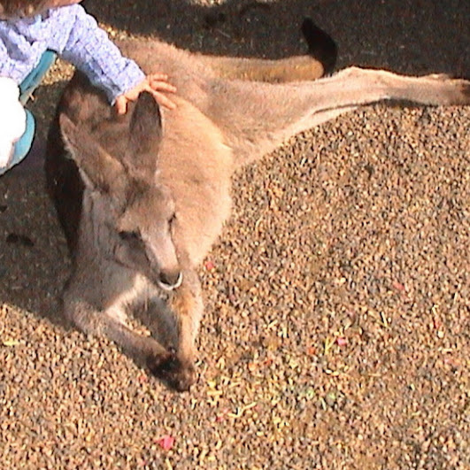Featherdale 2003 - Eastern Grey Kangaroo