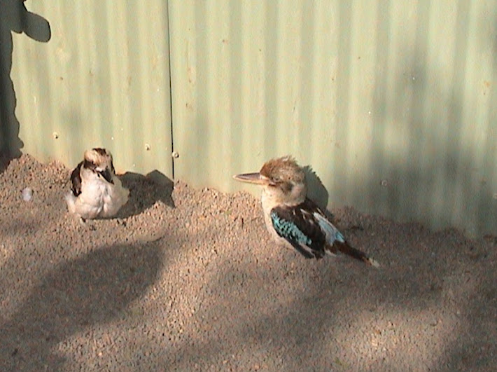 Featherdale 2003 - Laughing and Blue-winged Kookaburras with clipped wings