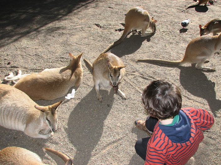 Featherdale 2012 - Agile Wallabies
