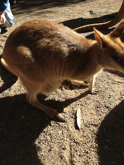 Featherdale 2012 - Agile Wallaby