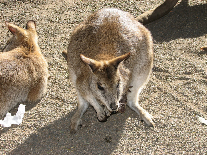 Featherdale 2012 - Agile Wallaby