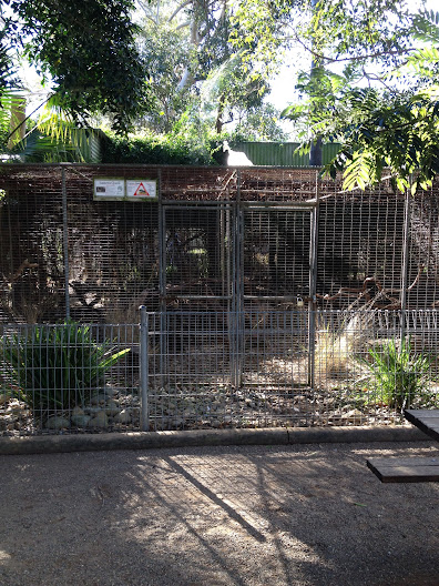 Featherdale 2012 - Albino Indian Peafowl on top of the quoll exhibit