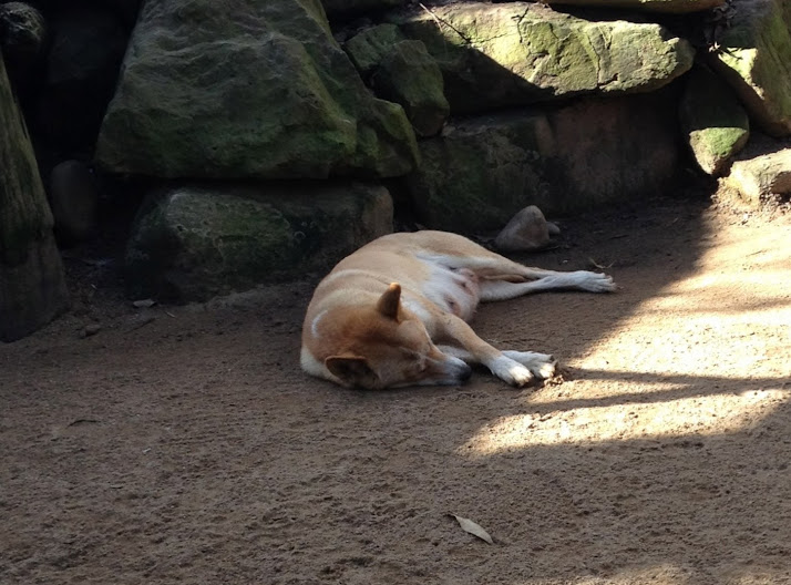 Featherdale 2012 - Alpine Dingo