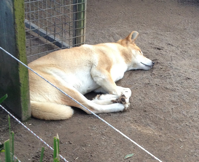 Featherdale 2012 - Alpine Dingo