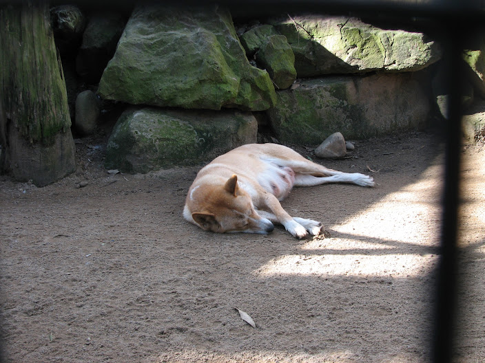 Featherdale 2012 - Alpine Dingo