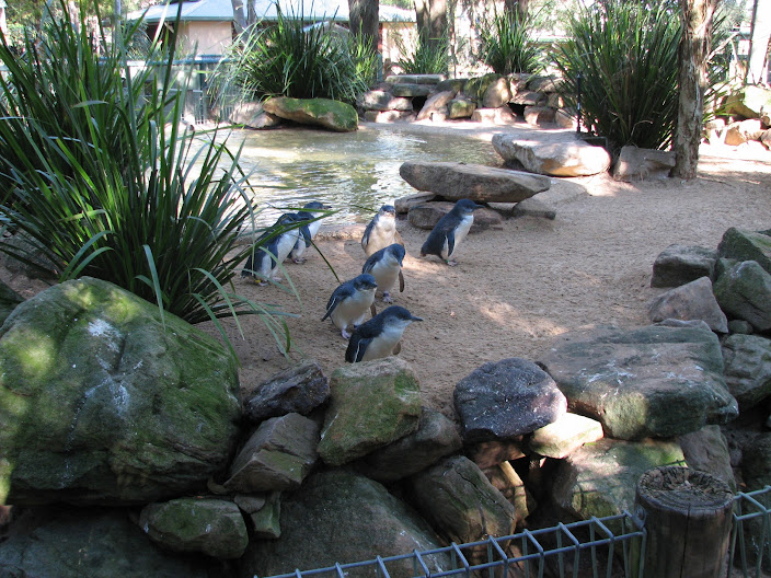 Featherdale 2012 - Australian Little Penguins