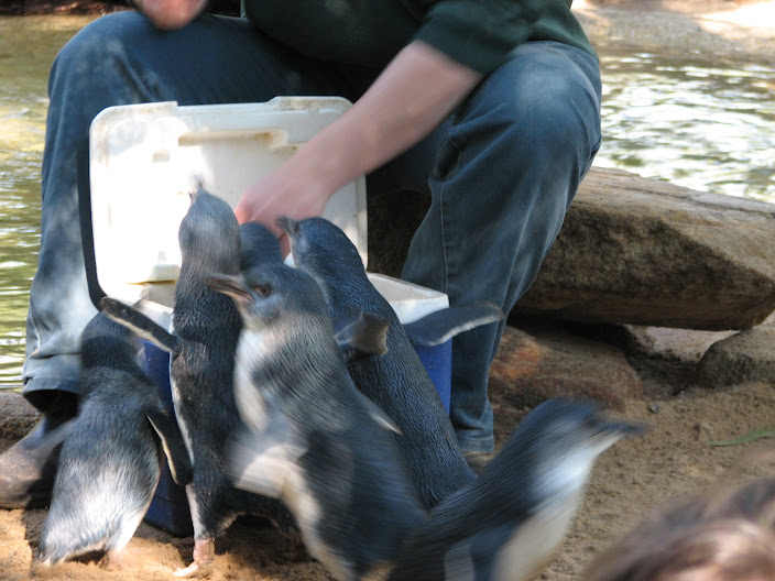 Featherdale 2012 - Australian Little Penguins