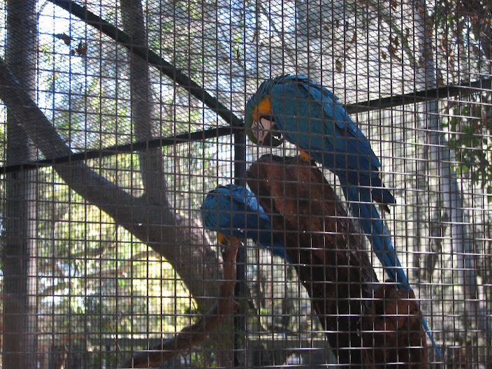 Featherdale 2012 - Blue-and-yellow Macaws