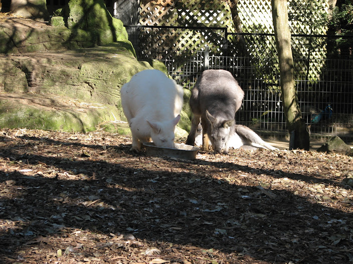 Featherdale 2012 - Common Wallaroos (including Albino)