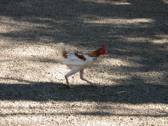 Featherdale 2012 - Domestic Chicken