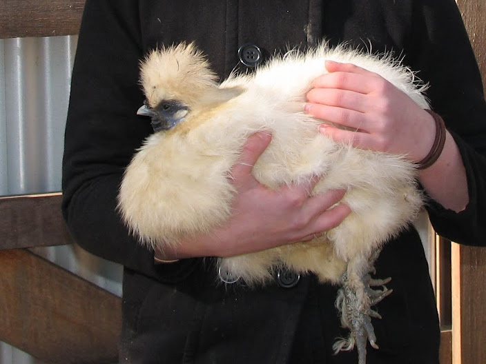 Featherdale 2012 - Domestic Chicken