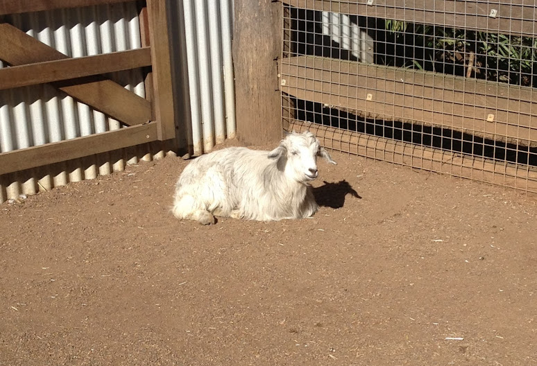 Featherdale 2012 - Domestic Goat