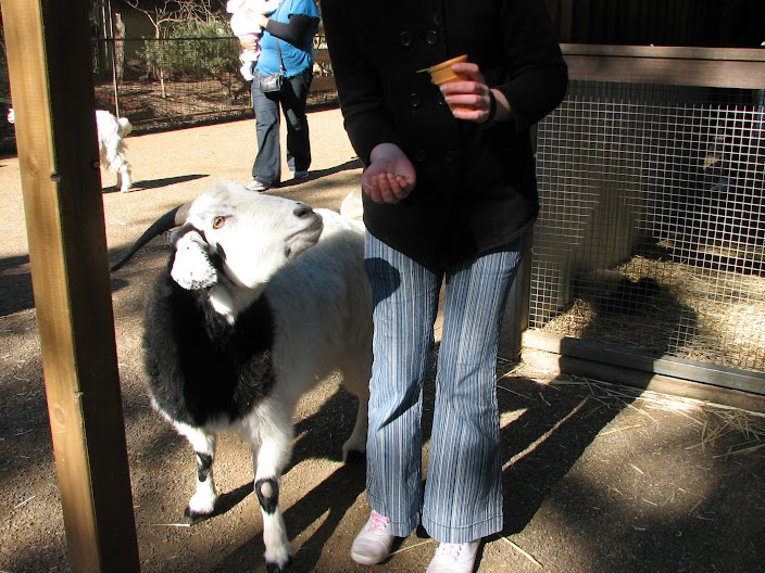 Featherdale 2012 - Domestic Goat