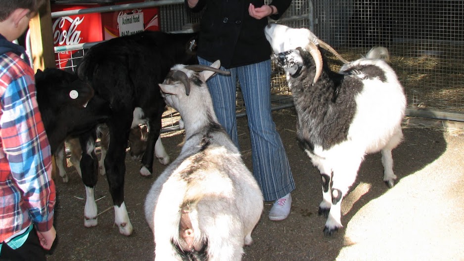 Featherdale 2012 - Domestic Goats and Domestic Cow