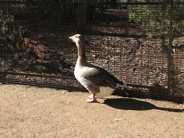 Featherdale 2012 - Domestic Greylag Goose