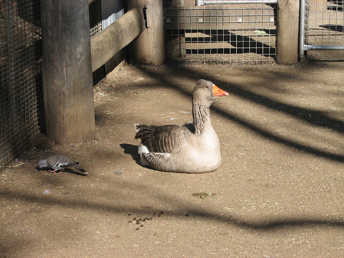 Featherdale 2012 - Domestic Greylag Goose