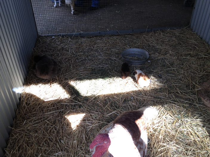 Featherdale 2012 - Domestic Turkey, Guinea Pigs and domestic European Rabbit, with Domestic Sheep behind