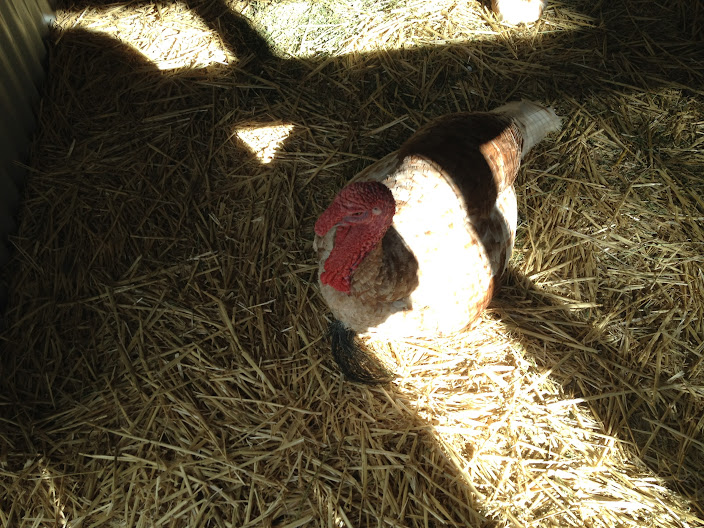 Featherdale 2012 - Domestic Turkey